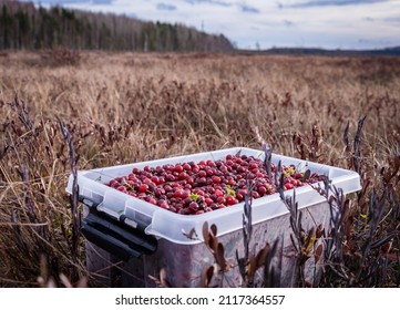 Cranberry Swamp In Late Autumn, Berry Picking