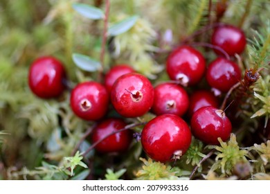 Cranberry wild. The bunch of red berries of cranberries in the fall in the swamp. Forest berries in the natural environment. Macro photo.  - Shutterstock ID 2079933316
