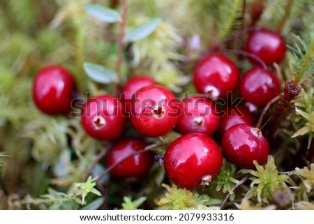 Cranberry wild. The bunch of red berries of cranberries in the fall in the swamp. Forest berries in the natural environment. Macro photo. 