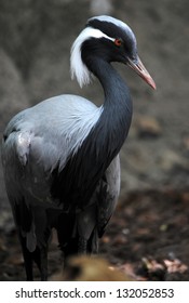 crane