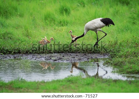crane