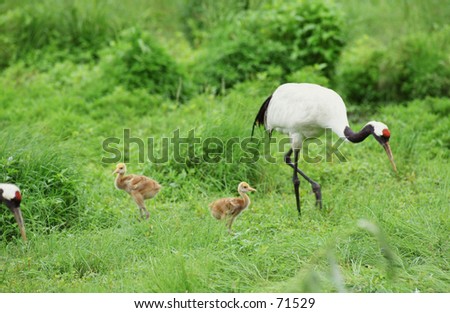 crane