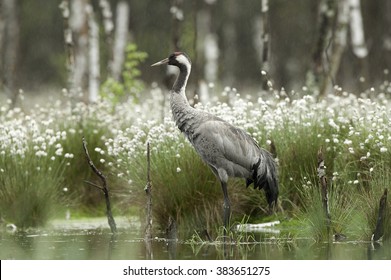 Crane Bird