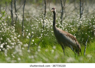 Crane Bird