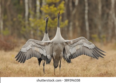 Crane Bird