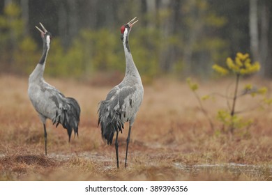 Crane Bird