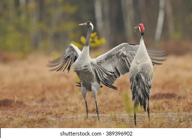 Crane Bird