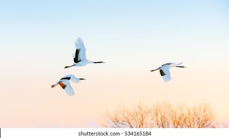 Crane Bird Flying In The Morning In Kushiro. Hokkaido Japan.