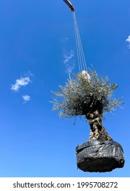 Crane Carries A Large Tree Of Olive For Transplant Against A Bright Blue Sky. Landscapping, Spring Agricultural Engineering, Trees Landing Machines. Agrotechnology, Olives, Spring.