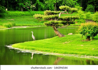 Crane In Chicago Botanical Garden