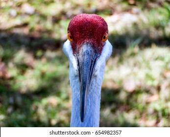 Crane Up Close. Photo Taken In Wesley Chapel, FL.