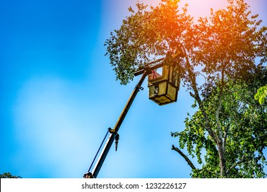 Crane For Cutting High Tree On Blue Sky Or Azure Sky Clear Cloud