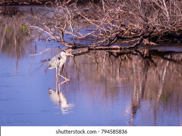 Crane In Eedhigali Pond, Hithadhu, Addu Atoll