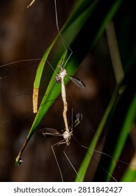 Crane Flies Mating Pair on Grass Stem with Water Droplet, Tipulidae Reproductive Behavior Macro Photography Florida