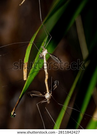 Crane Flies Mating Pair on Grass Stem with Water Droplet, Tipulidae Reproductive Behavior Macro Photography Florida