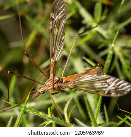 Tipuloidea Images, Stock Photos & Vectors | Shutterstock