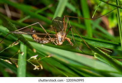 Tipuloidea Images, Stock Photos & Vectors | Shutterstock