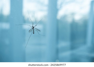 crane fly daddy long leg on glass window