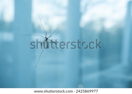 crane fly daddy long leg on glass window