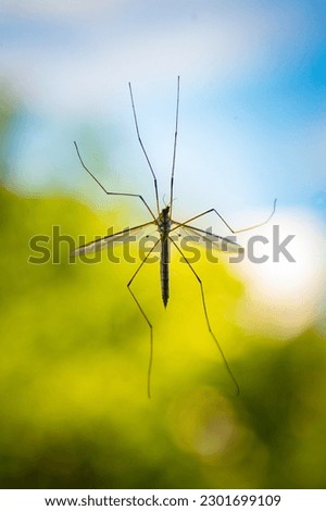 Crane fly or daddy long-legs, Tipula maxima on the window