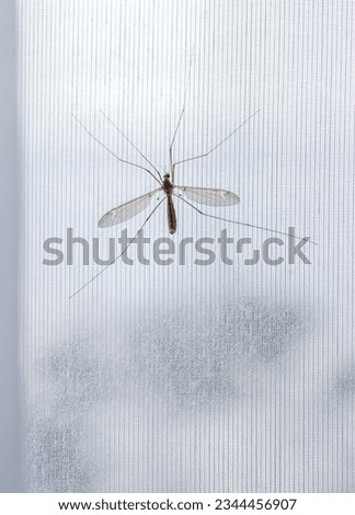 Crane fly standing on a white curtain.