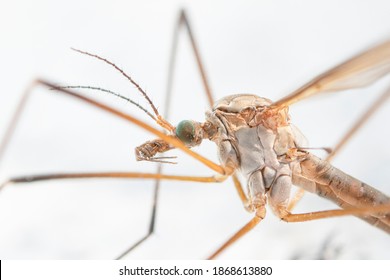 Crane Fly. Tipula Maxima. Creepy Micro World