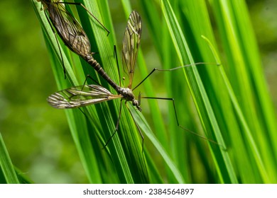 A crane fly Tipula maxima resting on a nettle leaf in early summer.