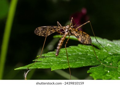 A crane fly Tipula maxima resting on a nettle leaf in early summer.