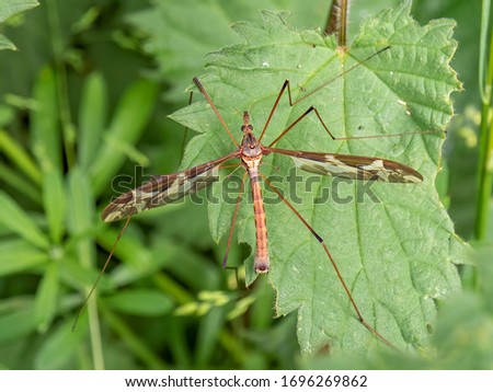 A crane fly (Tipula maxima) resting on a nettle leaf in early summer