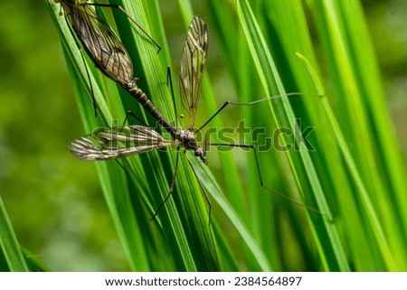 A crane fly Tipula maxima resting on a nettle leaf in early summer.