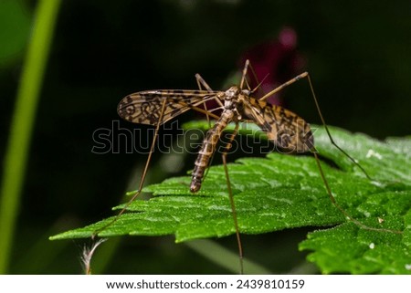 A crane fly Tipula maxima resting on a nettle leaf in early summer.