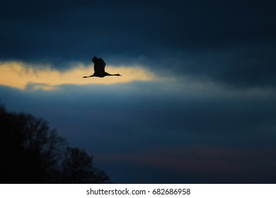 Grue Oiseau Stock Photos Images Photography Shutterstock