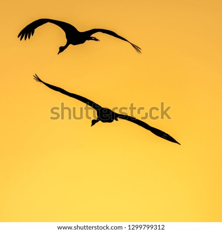 a crane flying in the sky during sunrise