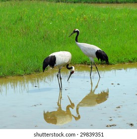 23,936 Red crowned crane Images, Stock Photos & Vectors | Shutterstock