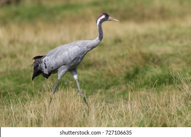 Crane (Grus Grus)