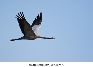 Crane, Grus Grus In Flight