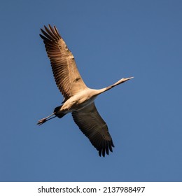 Crane, Grus Grus Flying Against The Sky - Barycz Valley. One Large Bird In The Sky, A Loner In The Air, A Symbol Of Freedom And Independence, One Of The Largest Birds In The World