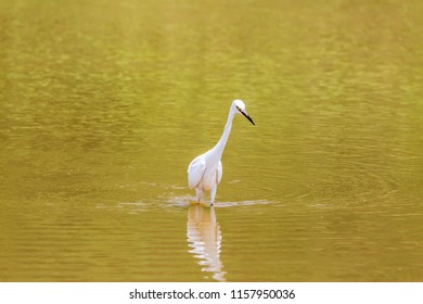 Crane Lake Stock Photo 1157950027 | Shutterstock