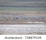 Crane migration in gallocanta spain