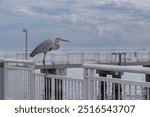 Crane on sitting on railing at the Pier at Fort Desoto Park Pinellas County Park System Pinellas County Florida USA