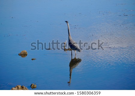  Crane peering over calm waters                              