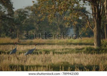 White stork in a field