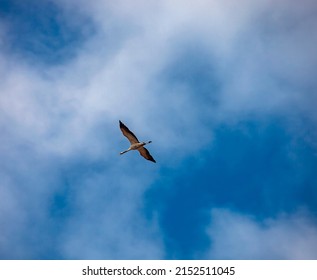 Crane In The Sky. Gray Crane Flies Against The Background Of White Clouds In The Spring Sky. Silhouette Of  Large Solitary Bird With Long Legs And Neck In Flight. 