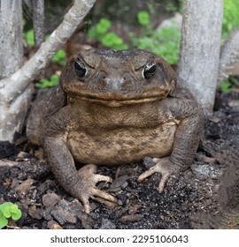 Crane toad, or bufo frog, with brown warty skin surveils its surroundings while resting on dark brown soil with green leaves and gray plant stems.