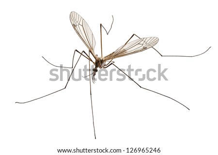 Cranefly species Tipula oleracea in high definition with extreme focus and DOF (depth of field) isolated on white background