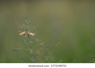 a cranefly in spring at sunset in a field