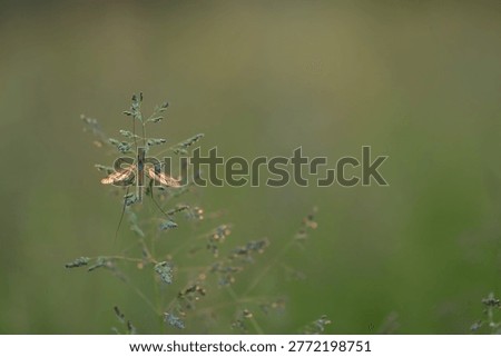 a cranefly in spring at sunset in a field