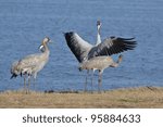  Cranes
