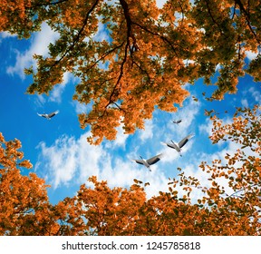 Cranes From Autumn Migration