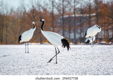 Cranes Bird In Kushiro Japan